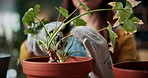 Prune, plant and hands of woman in home for growth, maintenance and healthy leaves for ecology. Eco friendly, house and person with tools for indoor gardening, sustainability and houseplant wellness