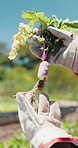 Farm, harvest and hands with vegetable, inspection and crop with yellow leaves or check pest damage. Agriculture, farmer and person with plant, outdoor and quality control for sustainable business