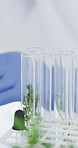 Hands, person and scientist with plants in vials at laboratory for pharmaceutical development. Glass cylinder, medical research and biologist with gloves for horticulture or botany with herbs.