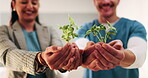 Plant, hands and healthcare with eco friendly proposal, environmental footprint or horticulture therapy. Medical staff, investor or people with sapling for environment, care or sustainable hospital
