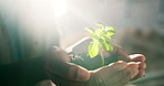 Hands, person and outdoor with plant growth, sustainability and earth day for construction. Architect, soil and leaves at site for agriculture, eco friendly and cultivation for building development