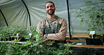 Face, cannabis or farmer in greenhouse with arms crossed, ambition or career pride in cbd production. Horticulture, man or owner with hemp plants, about us or confidence in marijuana business.