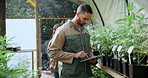 Cannabis, greenhouse and man with tablet for agriculture, growth records and hemp production. Marijuana, tech and person in conservatory, farm inspection or check medicinal plants for quality control