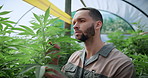 Marijuana, inspection or man with leaves in greenhouse, hemp production or evaluation for farming. Agriculture, cannabis growth or person with assessment for disease check, pest control or plant care