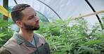 Man, inspection and weed in greenhouse with marijuana leaf, quality assurance and sustainability. Farmer, person and plant evaluation for cannabis production, small business or growth for agriculture