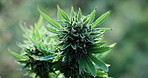 Marijuana, plant and farm for agriculture, growth and hemp production with weed cultivation. Cannabis, green leaf and agro for horticulture with natural crop, medicinal herbs and cbd industry