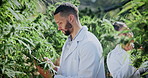 Marijuana, man and scientist with tablet in greenhouse for cannabis inspection with online research. Sustainability, digital technology and male botanist with indica check for growth at plant nursery
