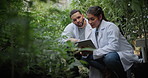 Cannabis, science or team with tablet in greenhouse, cultivation report or development inspection. Medical agriculture, scientist or people with tech for hemp research, growth check or discussion
