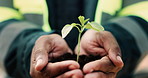 Growth, plant and hands of civil engineer on site for sustainability, eco friendly or agro. Agriculture, man and construction worker with green leaf in soil for spring, botany or hope outdoor.
