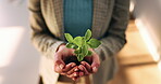 Plant, hands and business woman with eco friendly proposal, company growth or green offer in office. Employee, nurture and productivity boost with sapling for environment, wellness or sustainability