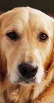 Pet, dog and relax in apartment, face and calm with adoption security on weekend break. Golden retriever, animal rescue and chill at home, foster care and portrait of canine companion with peace