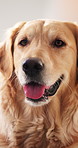 Golden retriever, dog and relax in home, face and breathing for calm with adoption security. Pet companion, animal and pant at apartment for chill, foster care and resting with peace on weekend