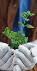 Hands, person and volunteering with plant growth for earth day, soil restoration and eco friendly. Volunteer, gloves or leaves with organic fertiliser, sustainable environment and community gardening