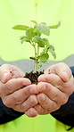Hands, architect and plants at construction site for growth, sustainability and earth day. Person, soil and sprout in environment for eco friendly, engineering and green energy for infrastructure