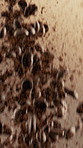 Closeup, roasted and coffee beans with explosion for harvest, production and textures for caffeine. Rustic, granules and arabica grain for manufacturing, process and rich flavor on studio background
