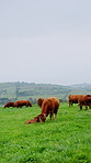 Outdoor, eating and cows in field on farm for agriculture, sustainability and free range animals. Nature, countryside and cattle with grass for grazing, fresh air and health for dairy production