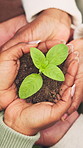 Above, people and hands with plant for growth, conservation and nurture together for sustainability. Group, leaves and soil with responsibility for environment protection, nature or go green project.