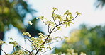 Plant, environment and growth in nature with leaves, biodiversity and sunlight for photosynthesis. Trees, ecosystem or sustainable outdoor for botanical, chlorophyll and horticulture for conservation