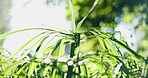 Plants, environment and growth in nature with leaves, biodiversity and sunshine for photosynthesis. Flare, ecosystem and sustainable outdoor with trees, botanical and horticulture for conservation