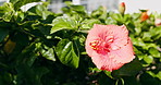 Plants, flower and growth in nature with leaves, biodiversity and environment for photosynthesis. Blooming, hibiscus and sustainable outdoor for botanical, evergreen and horticulture for conservation