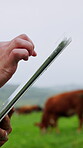 Tablet, hands and agriculture with scroll on farm, sustainable cattle business and online planning. Person, cows and farmer outdoor with livestock, tech and research on website for agribusiness