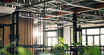 Sustainability, empty or plants in agency with growth, botany or decoration in eco friendly company. Horticulture, greenery or leaves with flare, natural workspace or floral care in corporate office.
