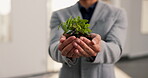Hands, plant and sustainability with business man in office for support of green initiative. Conservation, growth and nurture with employee person in eco friendly workplace for environment awareness