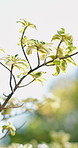Growth, garden and tree branch in spring, environmental conservation and botanical beauty. Outdoor, nature and leaves with evergreen plant, eco friendly variegata and sustainability with wind