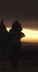 Outdoor, cowgirl and woman with horse, walking and journey on peaceful adventure in farm and sunset. Evening, trip and person with animal in nature, bonding together and training stallion or shadow
