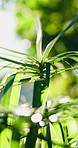 Green, leaves and foliage in nature with plants, biodiversity and sunshine for photosynthesis. Growth, ecosystem or sustainable outdoor with evergreen, botanical and horticulture for conservation