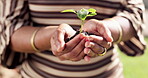 Sustainability, plant and hands outdoor with growth, ethics and conservation in esg accountability. Cultivation, leaf and woman with care, environmental awareness and responsibility in green practice
