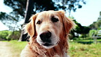 Dog, labrador and face in park for adoption, animal welfare or outdoor shelter in countryside. Pet, grass and trees with fresh air or freedom for safety rescue, security or protection in nature