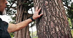 Touch, tree bark and senior man in forest for plant health, regeneration and growth for conservation. Nature, forester and person with trunk for sustainability, biodiversity or environment protection
